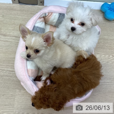 沖縄県のマルチーズ (ペットプラス 沖縄ライカム店/2026年4月2日生まれ/男の子/ホワイト)の子犬の4枚目の画像