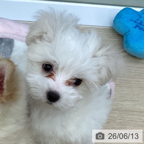 沖縄県のマルチーズ (ペットプラス 沖縄ライカム店/2026年4月2日生まれ/男の子/ホワイト)の子犬の3枚目の画像