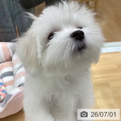 福岡県のマルチーズ (ペットプラス 黒崎店/2026年4月2日生まれ/女の子/ホワイト)の子犬の4枚目の画像