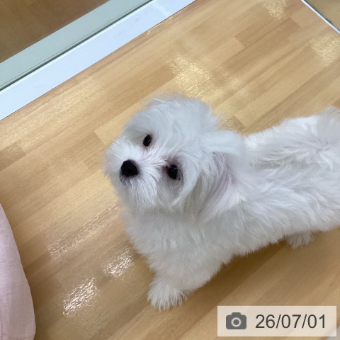 福岡県のマルチーズ (ペットプラス 黒崎店/2026年4月2日生まれ/女の子/ホワイト)の子犬の3枚目の画像
