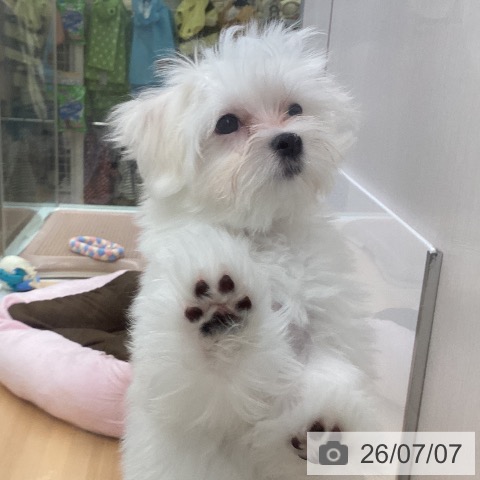 福岡県のマルチーズ (ペットプラス 黒崎店/2026年4月2日生まれ/女の子/ホワイト)の子犬の3枚目の画像