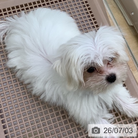 福岡県のマルチーズ (ペットプラス 福岡店/2026年4月2日生まれ/女の子/ホワイト)の子犬の4枚目の画像