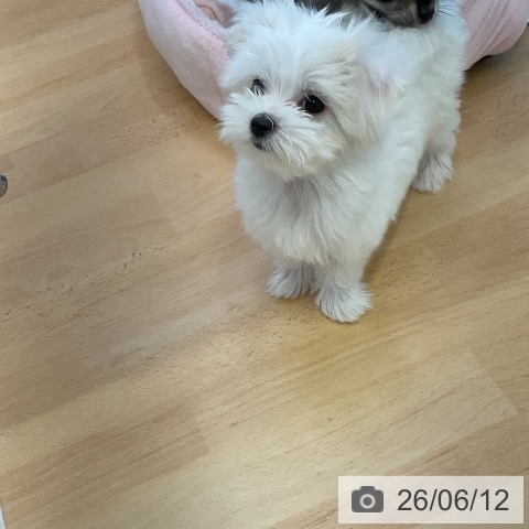 福岡県のマルチーズ (ペットプラス 福岡店/2026年4月2日生まれ/女の子/ホワイト)の子犬の4枚目の画像