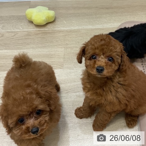 福岡県のトイプードル(トイ) (ペットプラス 香椎浜店/2026年4月1日生まれ/男の子/レッド)の子犬の4枚目の画像