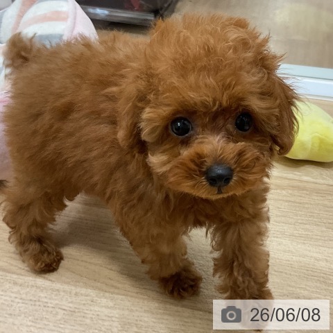 福岡県のトイプードル(トイ) (ペットプラス 香椎浜店/2026年4月1日生まれ/男の子/レッド)の子犬の3枚目の画像