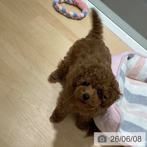 鹿児島県のトイプードル(トイ) (ペットプラス 姶良店/2026年3月31日生まれ/男の子/レッド)の子犬の4枚目の画像