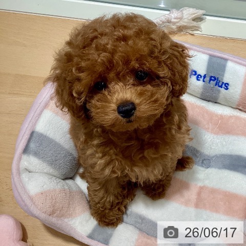 鹿児島県のトイプードル(トイ) (ペットプラス 姶良店/2026年3月31日生まれ/男の子/レッド)の子犬の4枚目の画像