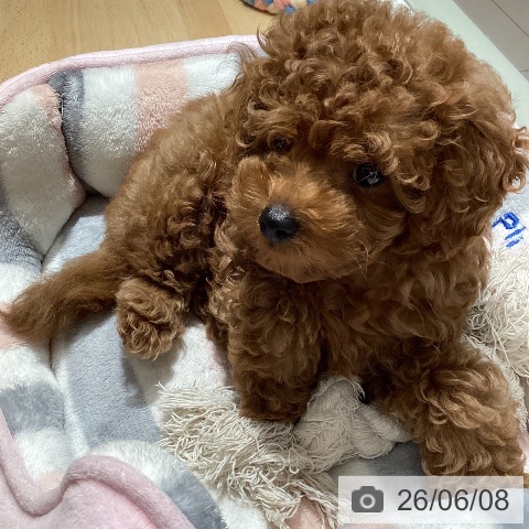 鹿児島県のトイプードル(トイ) (ペットプラス 姶良店/2026年3月31日生まれ/男の子/レッド)の子犬の3枚目の画像