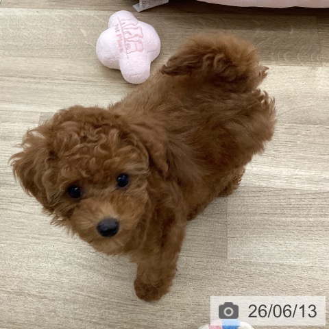 福岡県のトイプードル(トイ) (ペットプラス 春日店/2026年3月31日生まれ/女の子/レッド)の子犬の4枚目の画像