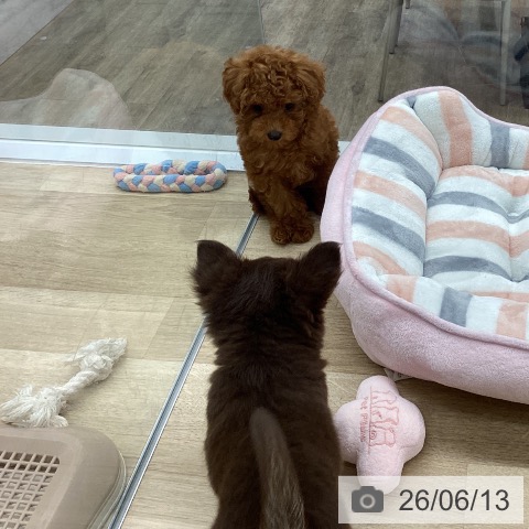 福岡県のトイプードル(トイ) (ペットプラス 春日店/2026年3月31日生まれ/女の子/レッド)の子犬の3枚目の画像
