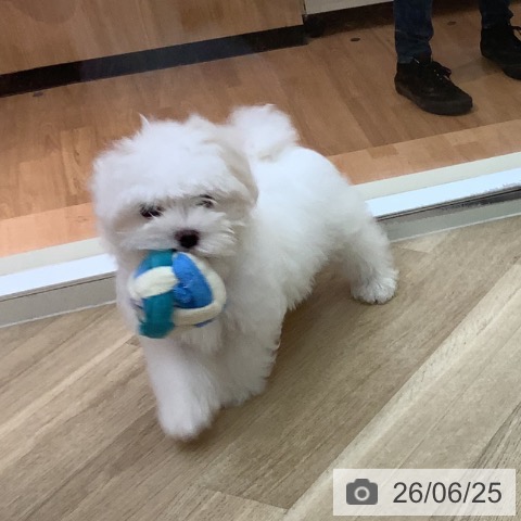 宮崎県のマルチーズ (ペットプラス 宮崎店/2026年4月1日生まれ/男の子/ホワイト)の子犬の3枚目の画像