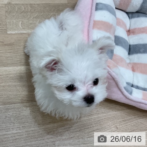 福岡県のマルチーズ (ペットプラス 香椎浜店/2026年4月1日生まれ/男の子/ホワイト)の子犬の3枚目の画像