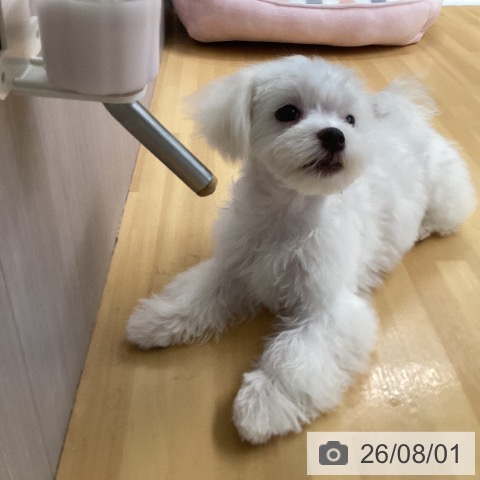 福岡県のマルチーズ (ペットプラス 黒崎店/2026年4月1日生まれ/女の子/ホワイト)の子犬の4枚目の画像