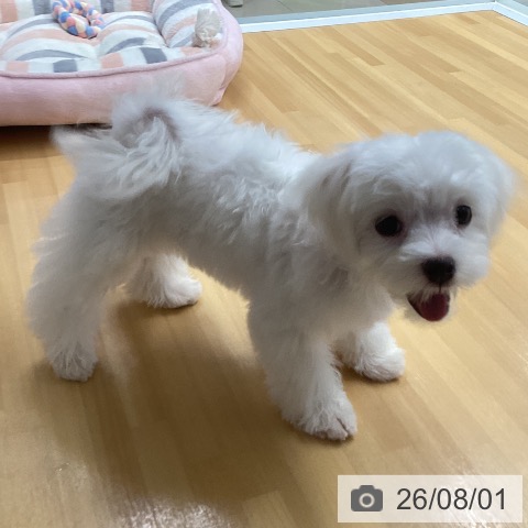 福岡県のマルチーズ (ペットプラス 黒崎店/2026年4月1日生まれ/女の子/ホワイト)の子犬の3枚目の画像