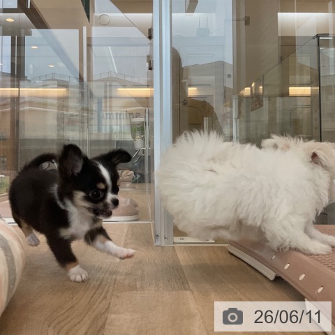 マルチーズの写真
