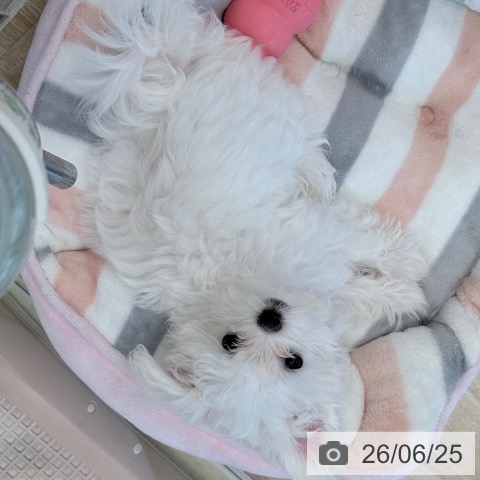 福岡県のマルチーズ (ペットプラス ららぽーと福岡店/2026年4月1日生まれ/女の子/ホワイト)の子犬の3枚目の画像