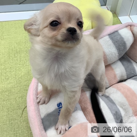 熊本県のチワワ(ロング) (ペットプラス 熊本店/2026年3月31日生まれ/女の子/クリームホワイト)の子犬の3枚目の画像