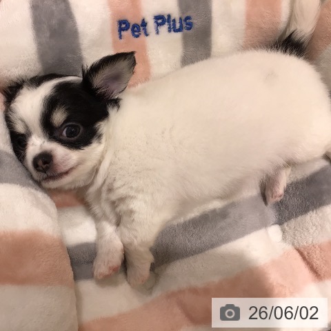 チワワの写真