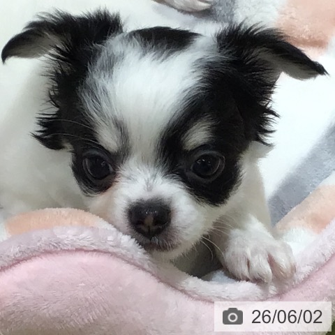 チワワの写真