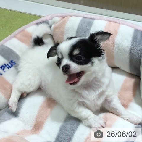 チワワの写真