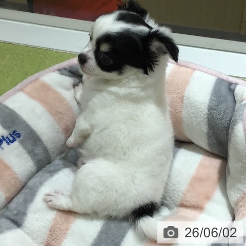 チワワの写真