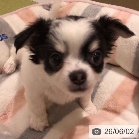 チワワの写真