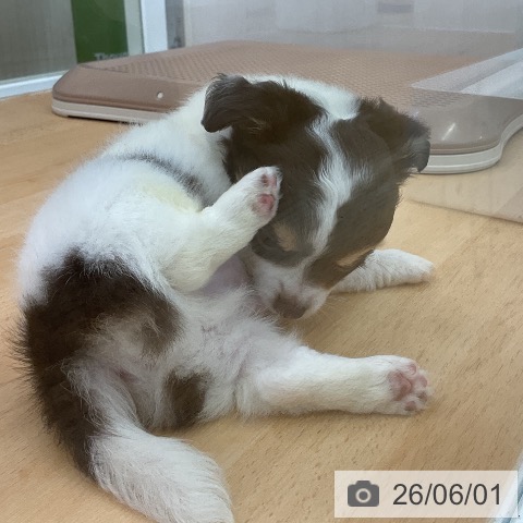 チワワの写真