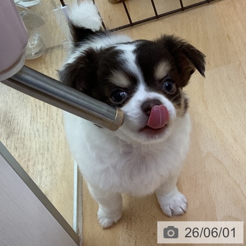 チワワの写真