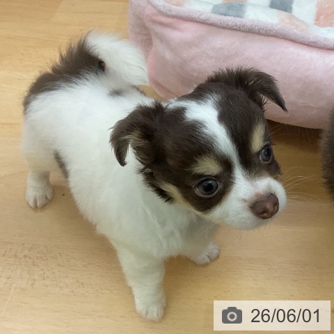 チワワの写真