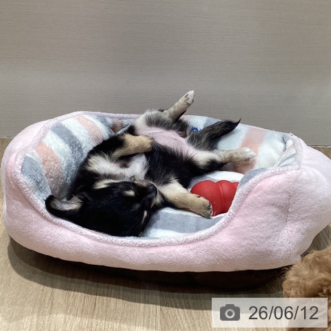 福岡県のチワワ(ロング) (ペットプラス 小倉南店/2026年4月1日生まれ/女の子/ブラックタンホワイト)の子犬の3枚目の画像