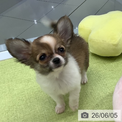 チワワの写真