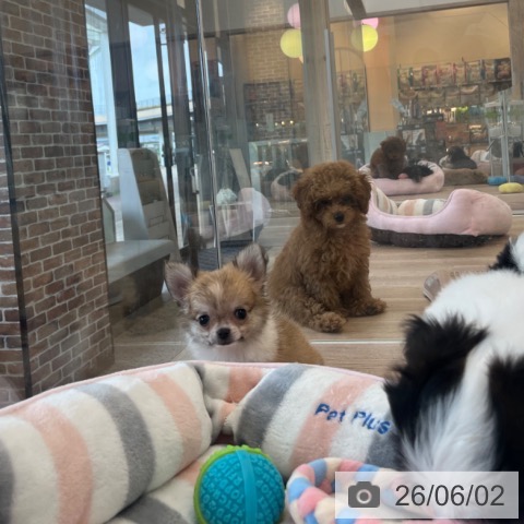 チワワの写真