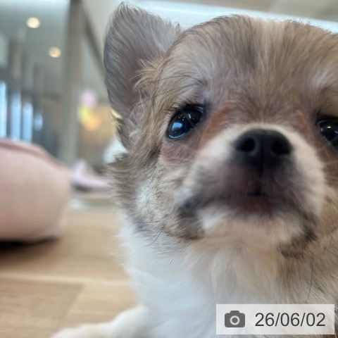 チワワの写真