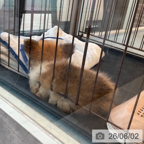 チワワの写真