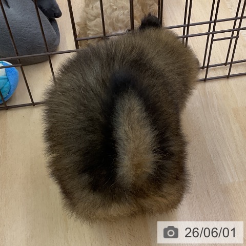 ポメラニアンの写真