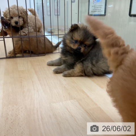 ポメラニアンの写真