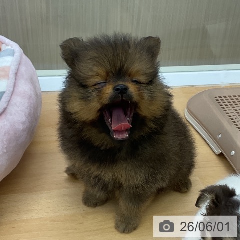 ポメラニアンの写真