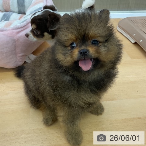 ポメラニアンの写真