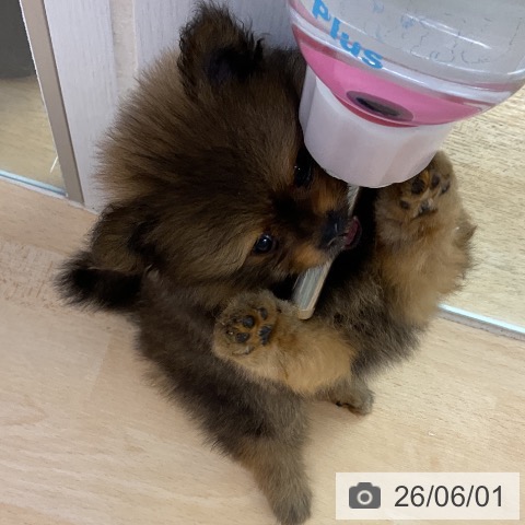 ポメラニアンの写真