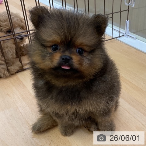 ポメラニアンの写真