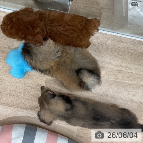 ペキニーズの写真