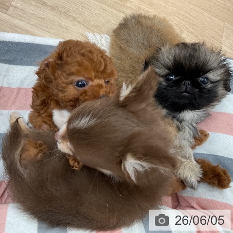 ペキニーズの写真