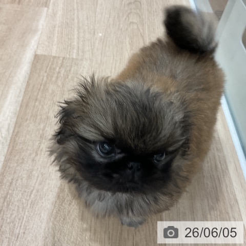 ペキニーズの写真