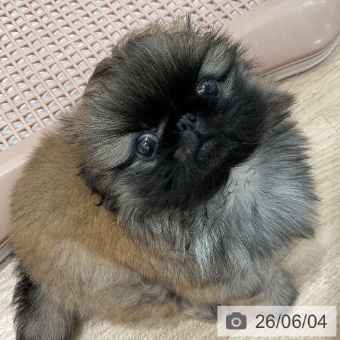 ペキニーズの写真