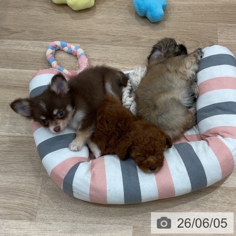 ペキニーズの写真