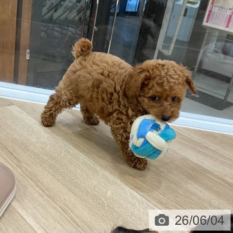 福岡県のトイプードル(トイ) (ペットプラス 香椎浜店/2026年4月2日生まれ/女の子/レッド)の子犬の4枚目の画像