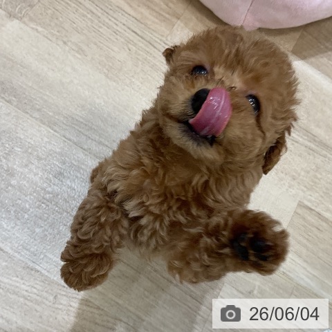 福岡県のトイプードル(トイ) (ペットプラス 香椎浜店/2026年4月2日生まれ/女の子/レッド)の子犬の3枚目の画像