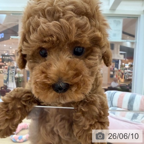 福岡県のトイプードル(トイ) (ペットプラス 春日店/2026年4月2日生まれ/女の子/レッド)の子犬の4枚目の画像