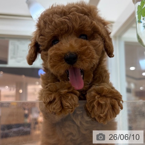 福岡県のトイプードル(トイ) (ペットプラス 春日店/2026年4月2日生まれ/女の子/レッド)の子犬の3枚目の画像