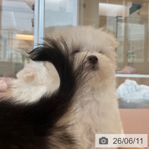 マルチーズの写真
